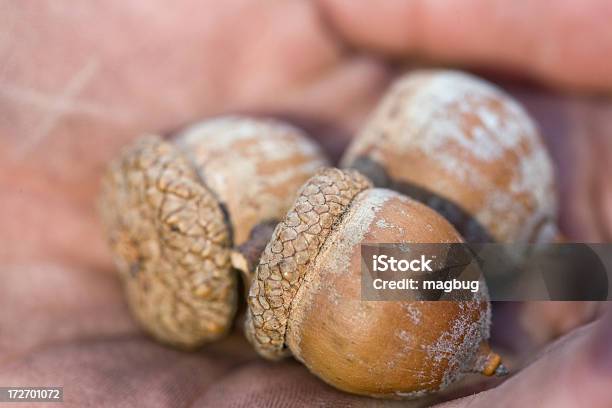 Acorn Close Up Stock Photo - Download Image Now - Acorn, Beginnings, Close-up