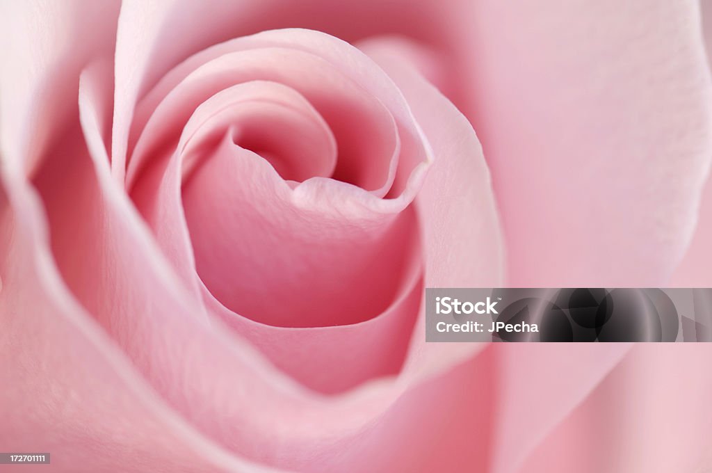 Rosas cor de rosa com foco seletivo - Foto de stock de Beleza royalty-free