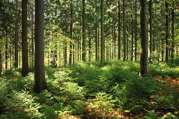 Sunlit Forest Interior Canopy of tall, straight, maturing pine trees above young short seedlings on the floor of a managed state forest in late afternoon sun. reforestation stock pictures, royalty-free photos & images