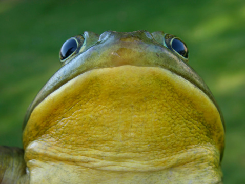 Unhappy green and yellow frog frowns in front of a green background. More Pictures of this model (frog):