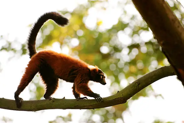 Photo of red ruffed lemur