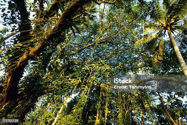 열대 열대우림 우듬지에 대한 스톡 사진 및 기타 이미지 - 우듬지, 나무 그늘, 낮은 카메라 각도