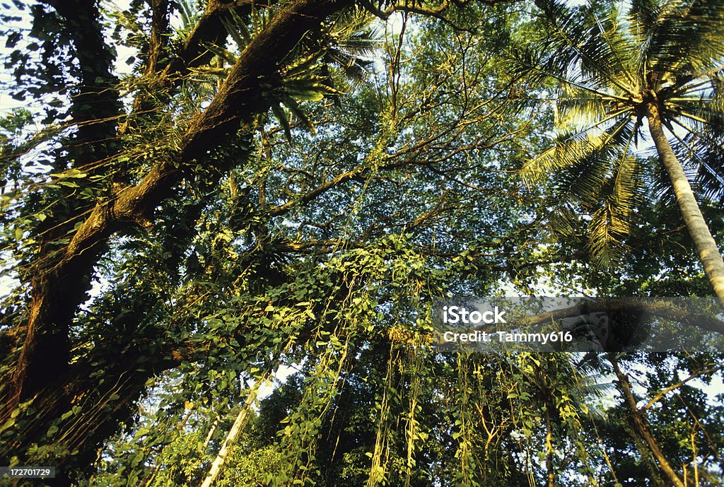 Wilgotny las równikowy - Zbiór zdjęć royalty-free (Korona drzewa)