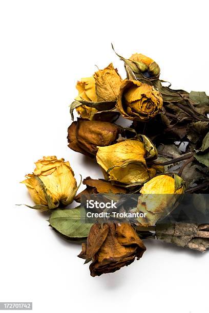 Rosas Mortas - Fotografias de stock e mais imagens de Planta morta - Planta morta, Amarelo, Amor