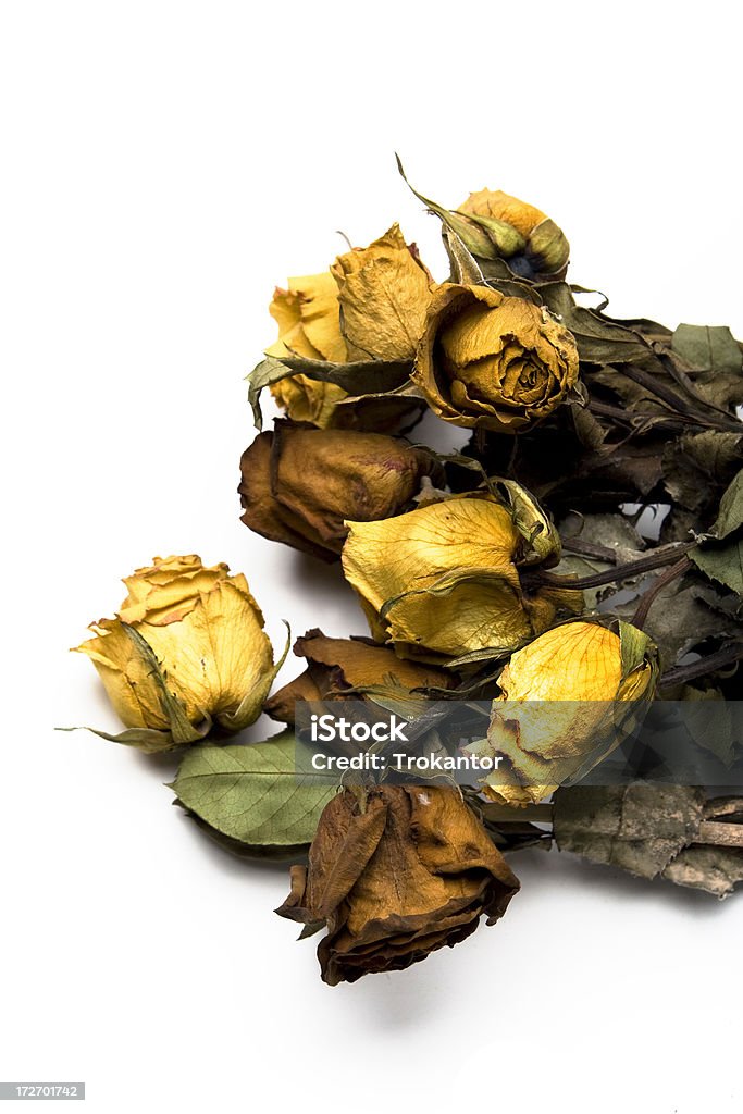 Мертвой роз - Стоковые фото Увядшее растение роялти-фри