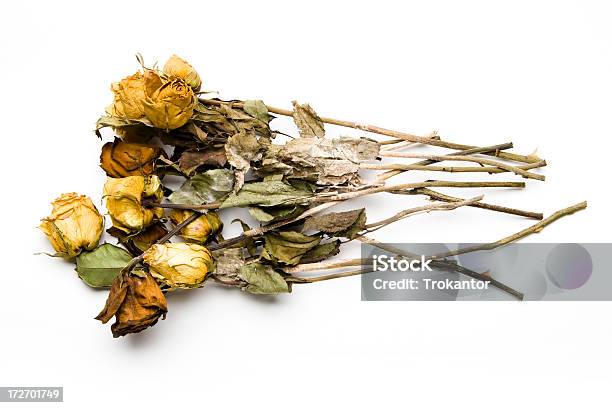 Photo libre de droit de Dead Bouquet De Roses banque d'images et plus d'images libres de droit de Fleur - Flore - Fleur - Flore, Végétation fanée, Végétation morte