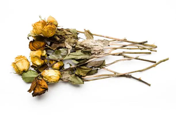 "A bouquet of dead, whithered roses isolated against a white background"