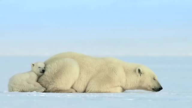Mother polar bear with baby bear sleeping and resting on the fresh snow during the day
