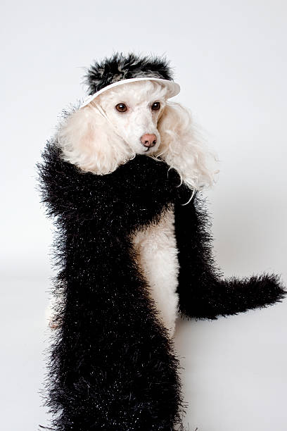 Fashionable Poodle in Black Boa &amp; Feathered Hat stock photo