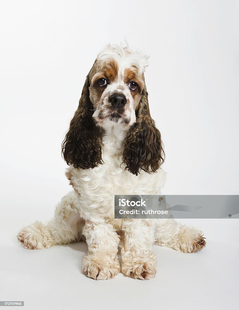 Cuddly Cocker Spaniel Stock Photo - Download Image Now - Animal, Canine -  Animal, Close-up - iStock