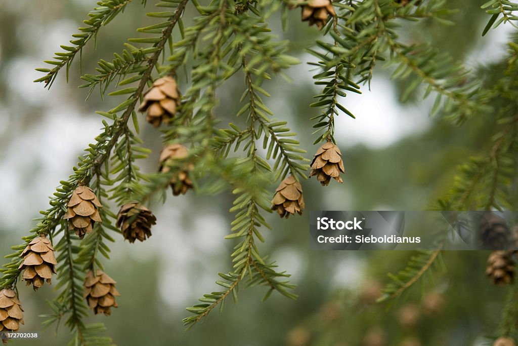 Canadian Hemlock Zweige mit Samen Hütchen (Tsuga canadensis - Lizenzfrei Hemlocktanne Stock-Foto