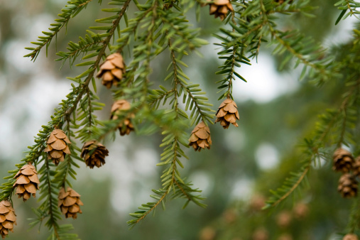 Canadian Hemlock (Tsuga canadensis) branches with seed cones.