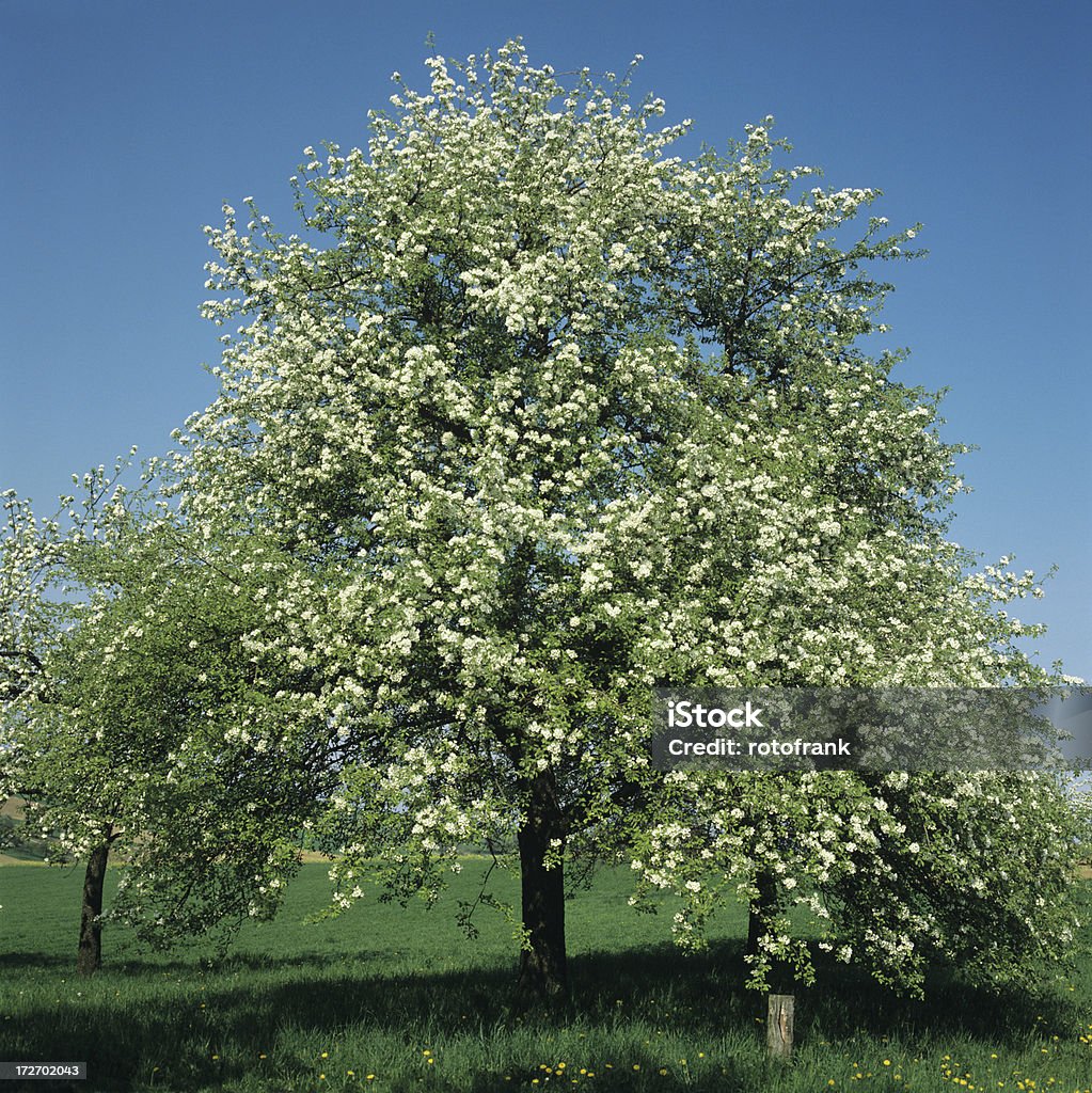 Spring Birnbaum (Bildgröße XXXL - Lizenzfrei Ast - Pflanzenbestandteil Stock-Foto