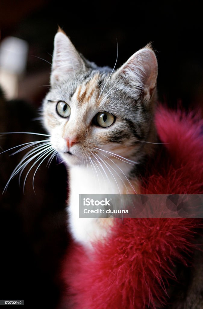 Gatto rosso glamour con boa - Foto stock royalty-free di Animale