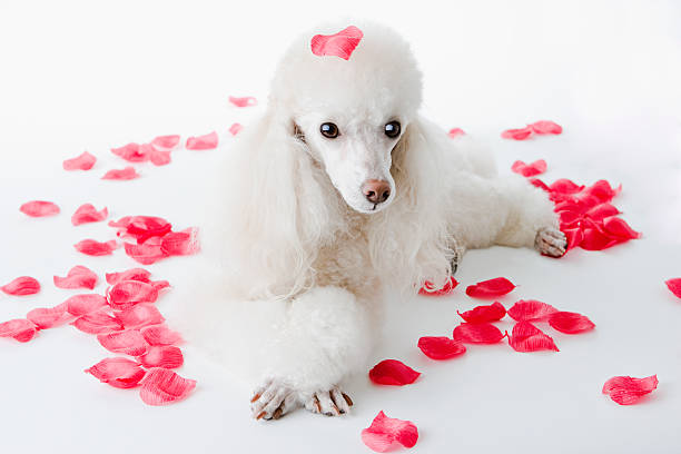 istock Romantic Heart Petals Poodle 172702208