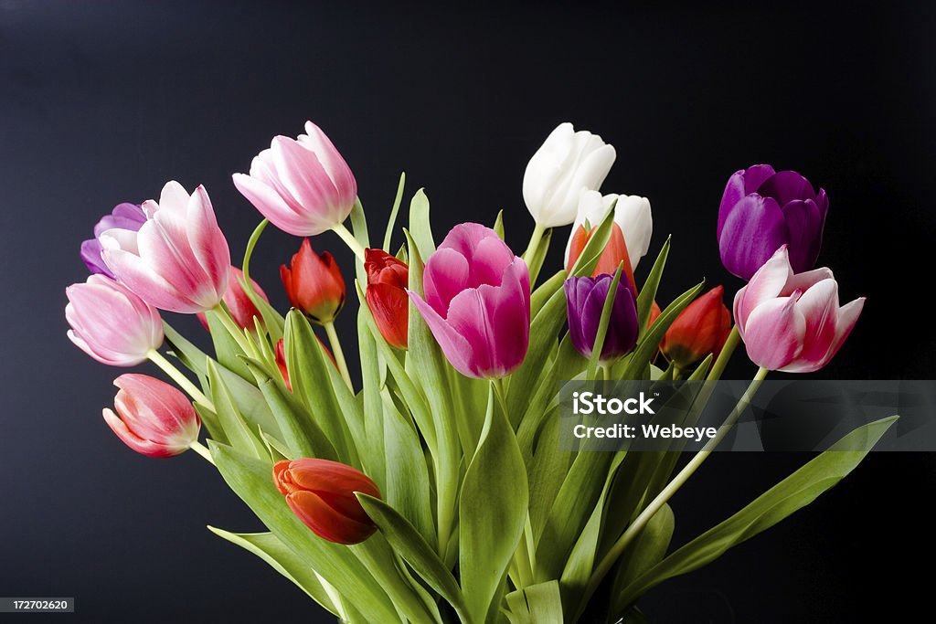 Tulips on black background Bunch of Flowers Stock Photo