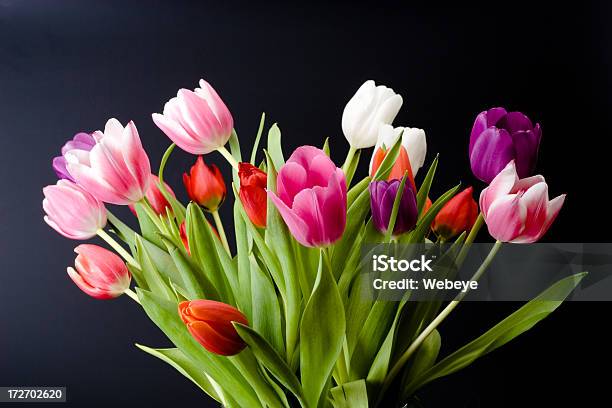 Tulips On Black Background Stock Photo - Download Image Now - Bunch of Flowers, Tulip, Black Background