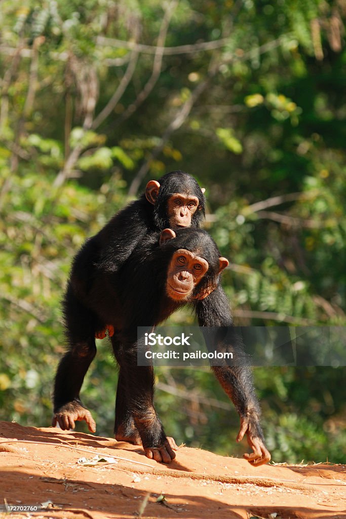 チンパンジー - チンパンジー属のロイヤリティフリーストックフォト