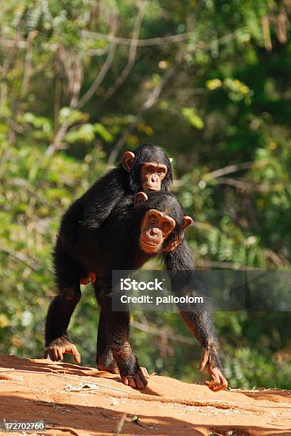 チンパンジー - チンパンジー属のストックフォトや画像を多数ご用意 - チンパンジー属, ワイルドライフ, 写真