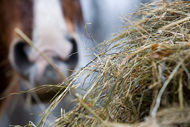 Equine Delight horse muzzle in background  with hay in the foreground hay stock pictures, royalty-free photos & images