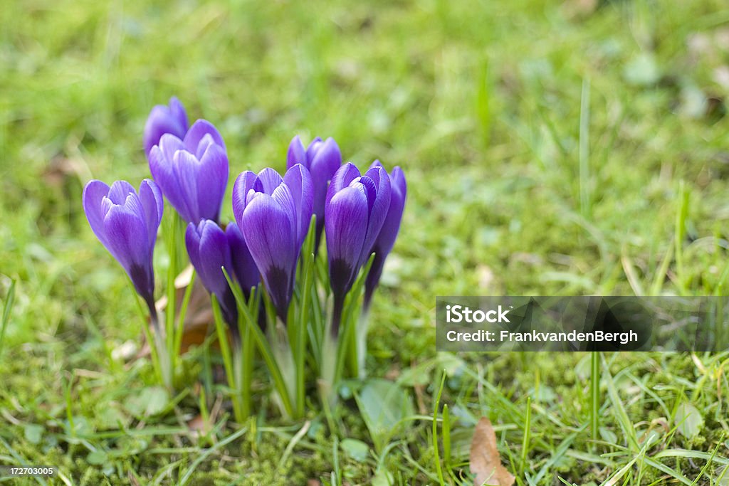 Piccolo gruppo di crocuses - Foto stock royalty-free di Aiuola