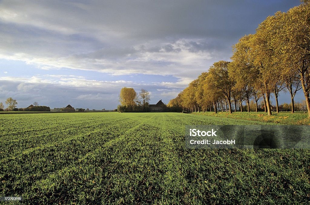 Autumn Landscape Autumn scene in polder Beemster along the Nekkerweg in the Netherlands. Agricultural Field Stock Photo