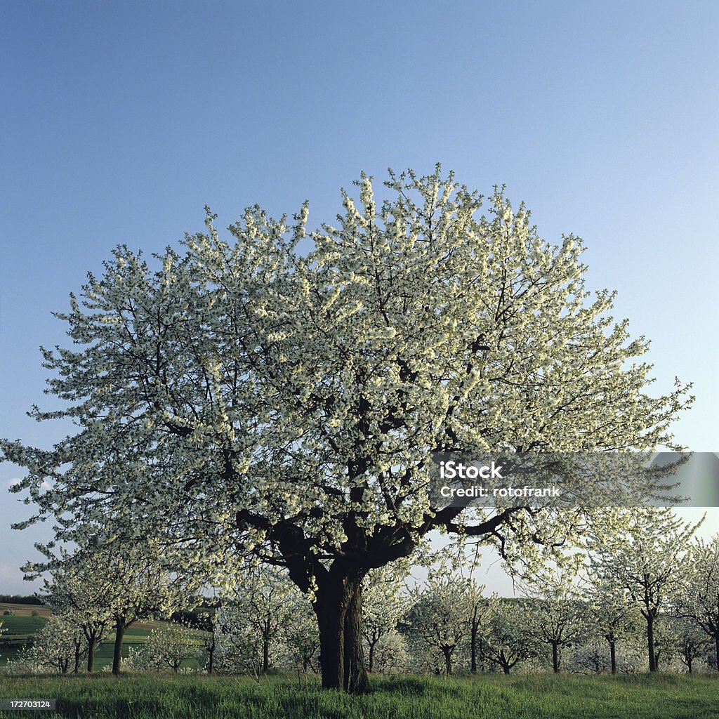 Paisagem com árvore de cereja florescendo - Foto de stock de Baga - Fruta royalty-free