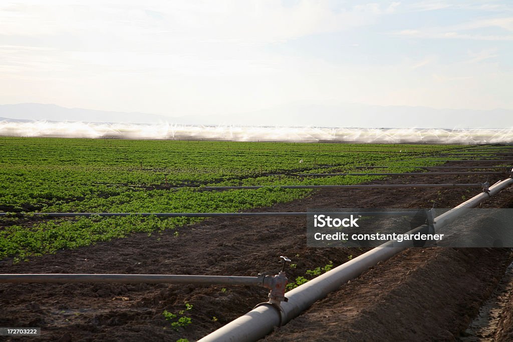 Imperial Valley California  Agriculture Irrigation Irrigating the commercial crops. Dry desert area where water is brought in from miles away. Imperial Valley is one of the most productive produce areas in California. California Stock Photo