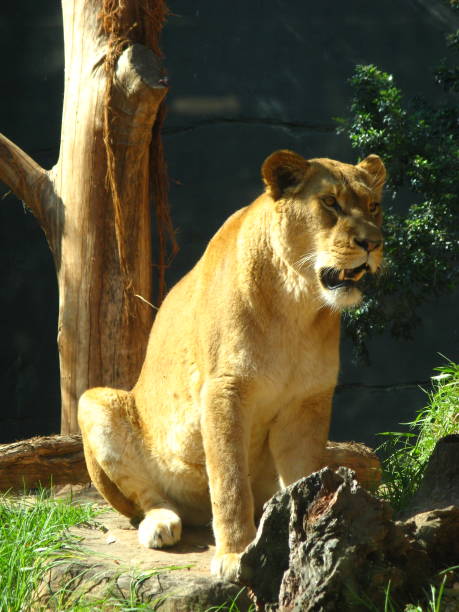 istock Lion and lioness 1727032365