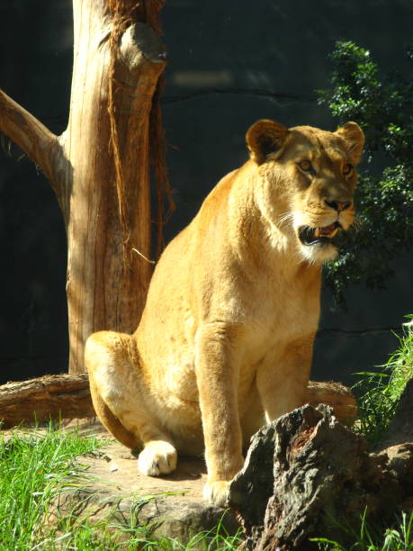 istock Lion and lioness 1727032366
