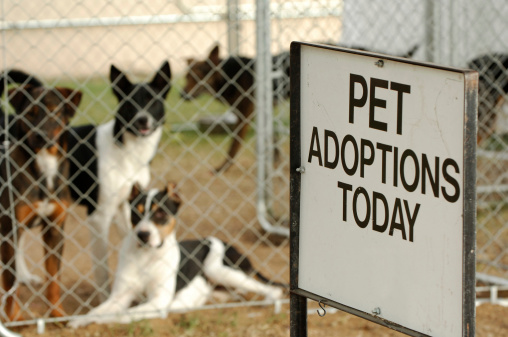 Dogs seen near a pet adoption sign.