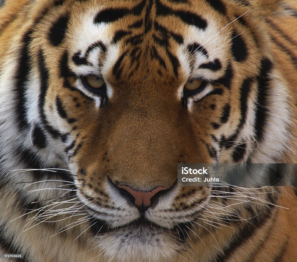 Retrato de Tigre - Royalty-free Tigre Foto de stock