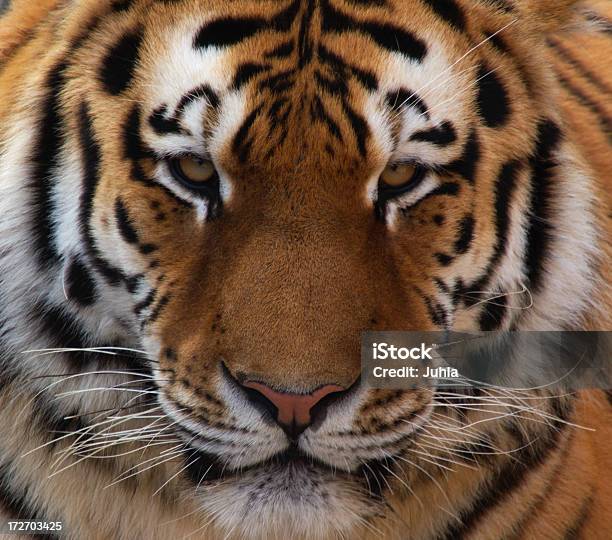 Retrato De Tigre - Fotografias de stock e mais imagens de Tigre - Tigre, Cabeça de animal, Jardim Zoológico