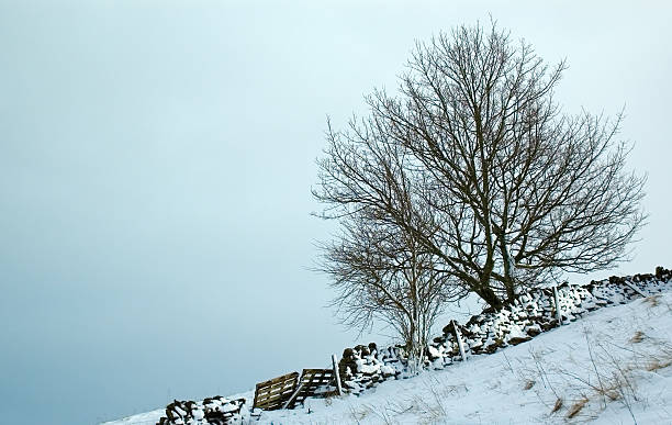 lone árbol de invierno - clear sky diagonal snow winter fotografías e imágenes de stock