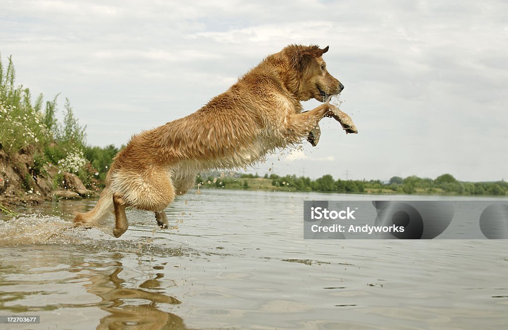 Jumping Golden Retriever - Lizenzfrei Golden Retriever Stock-Foto