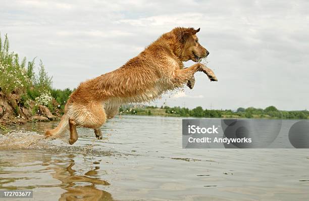 Jumping Golden Retriever Stockfoto und mehr Bilder von Golden Retriever - Golden Retriever, Hochspringen, Aktivitäten und Sport