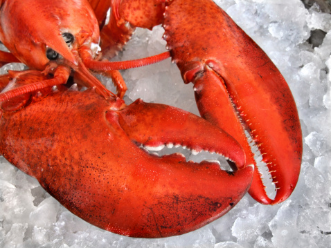 Cooked lobster on crushed ice. 