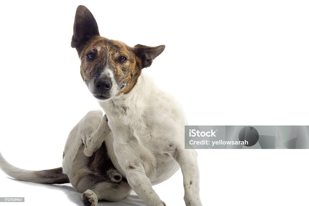 Itchy Hund - Lizenzfrei Hund Stock-Foto