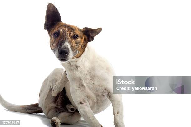 Itchy Hund Stockfoto und mehr Bilder von Hund - Hund, Kratzen, Floh