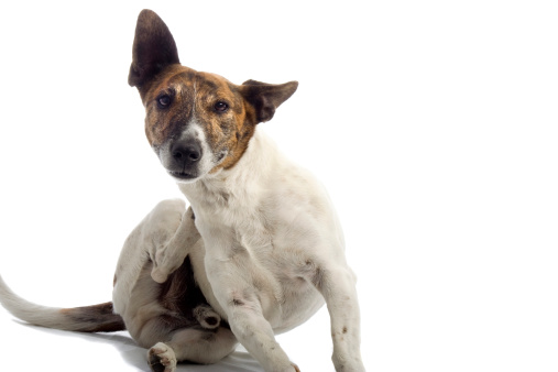 Little dog scratching isolated on white. http://i291.photobucket.com/albums/ll285/yellowtap/weblittledogb.jpg