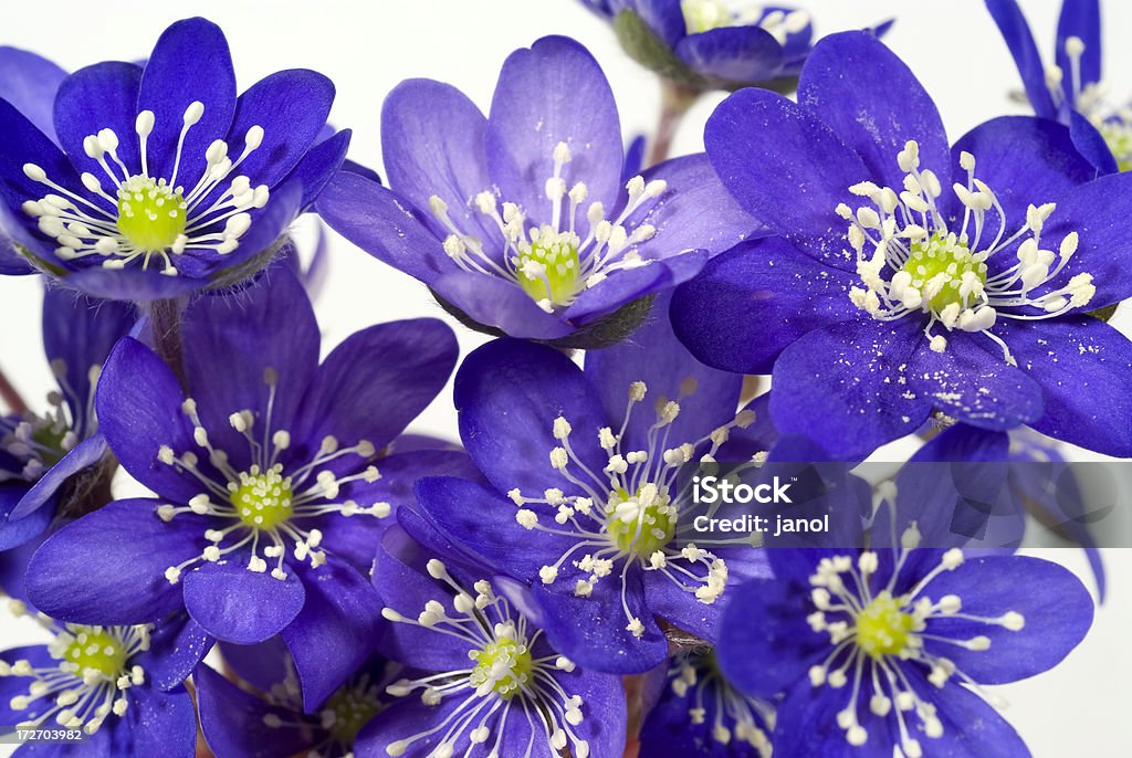 Hepatica na białym tle - Zbiór zdjęć royalty-free (Anemon)