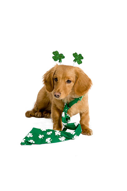 St. Patrick's Day Puppy stock photo