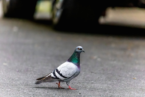 Representative of feathered birds of the pigeon family (Columba) in urban everyday life