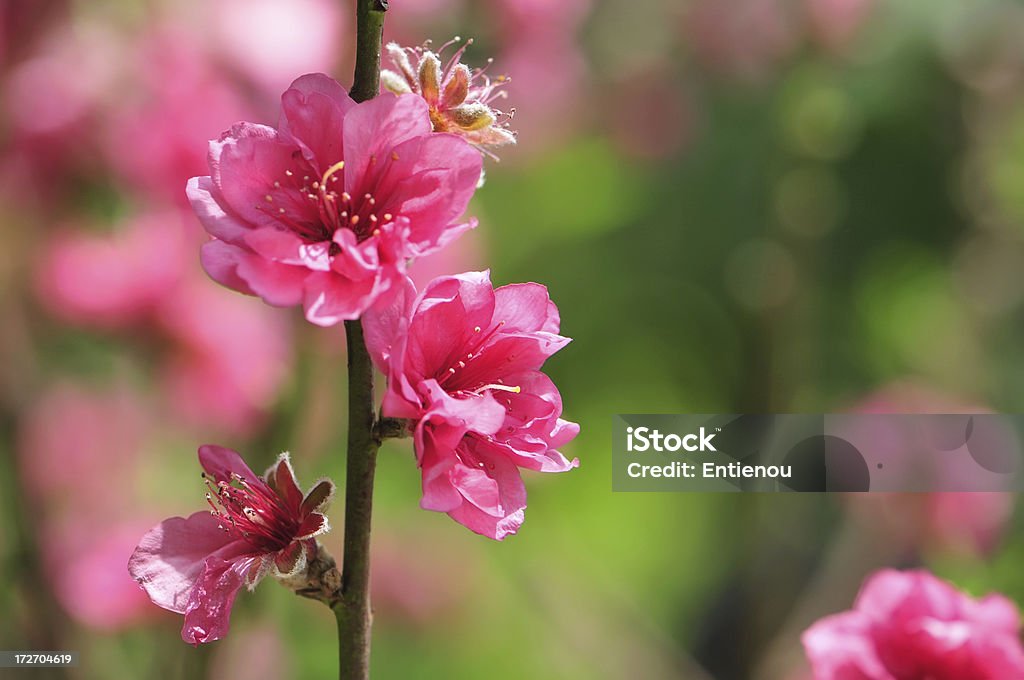 Frühlings-Kirschblüten Blumen - Lizenzfrei Anfang Stock-Foto