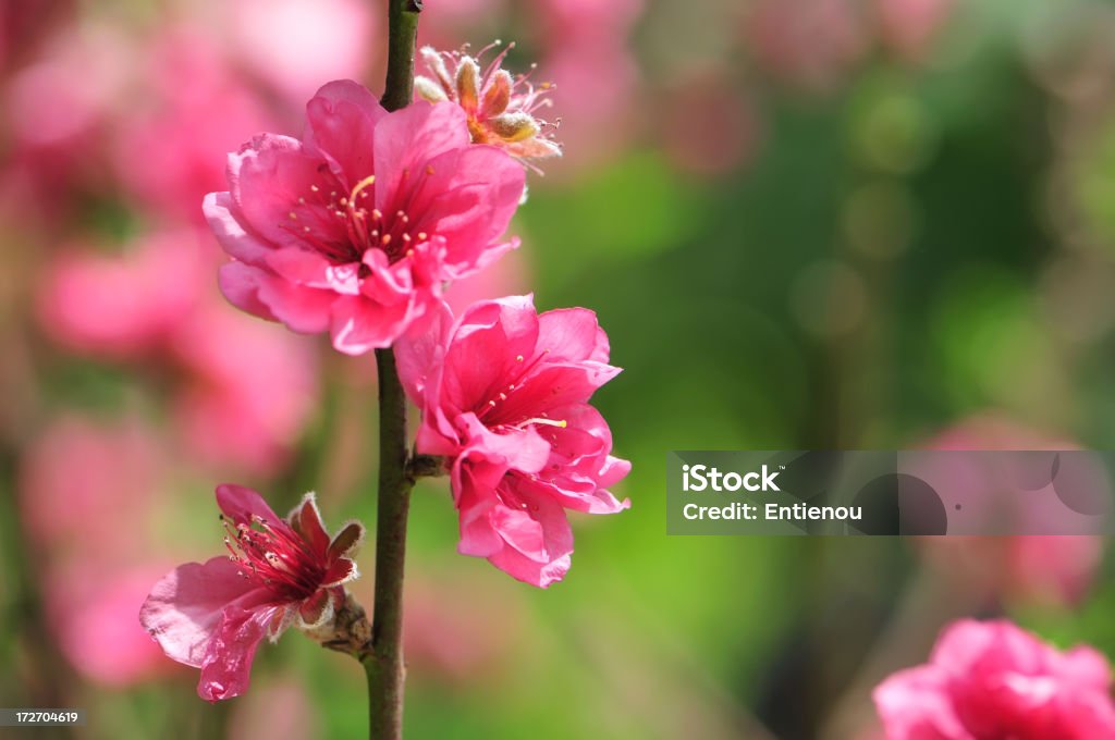 Printemps des fleurs de cerisiers en fleurs - Photo de Arrivée libre de droits