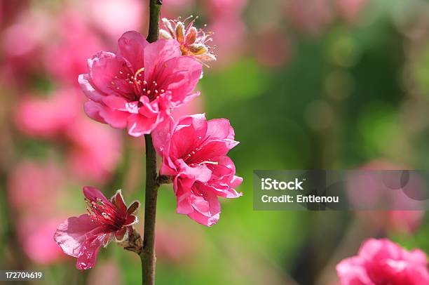 봄 벚꽃 꽃 0명에 대한 스톡 사진 및 기타 이미지 - 0명, Hanami, 꽃-식물
