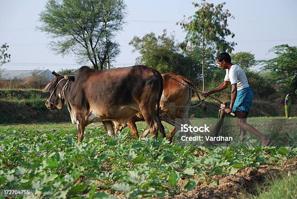 Indian Rolnik Plowing Pole Z Jego Cattle - zdjęcia stockowe i więcej obrazów Pług - Pług, Bydło, Hindus