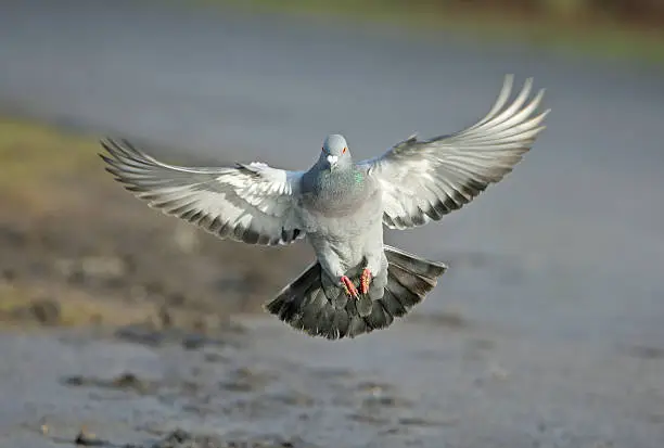 Photo of Landing Dove