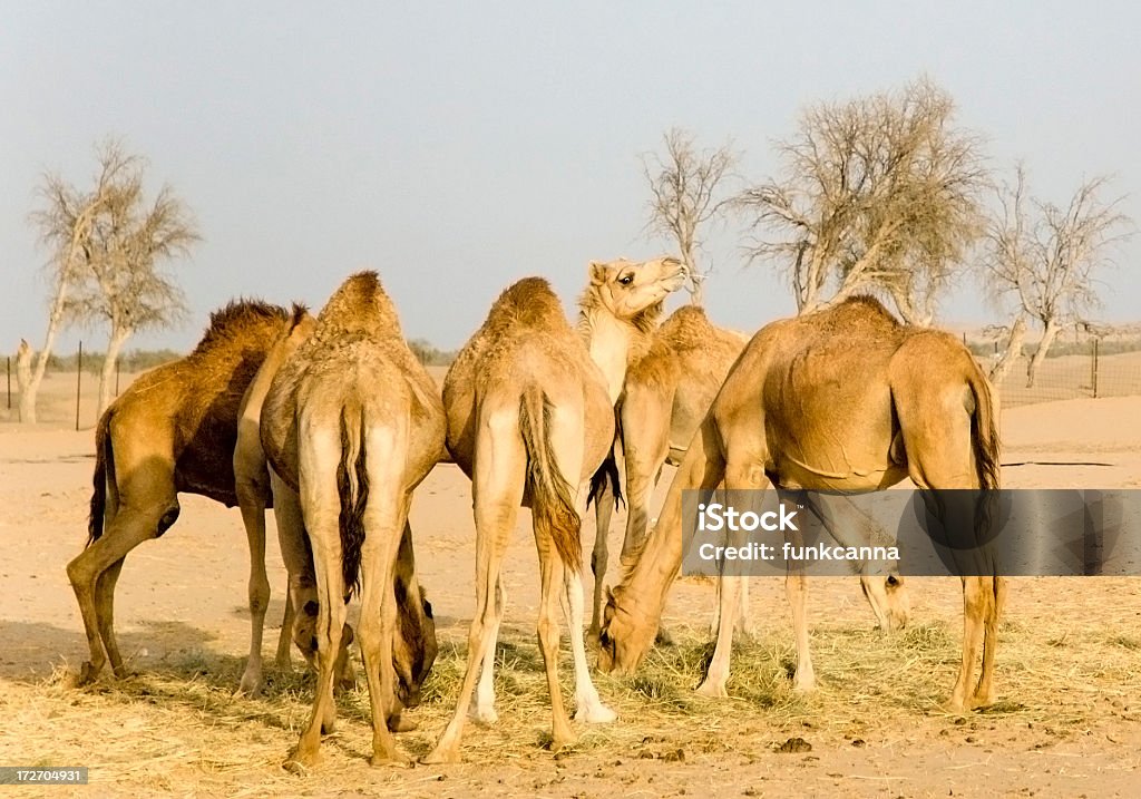 Granja de camellos en el desierto - Foto de stock de Alimentar libre de derechos