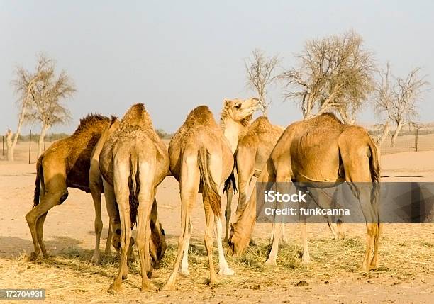 Granja De Camellos En El Desierto Foto de stock y más banco de imágenes de Alimentar - Alimentar, Camello, Aire libre